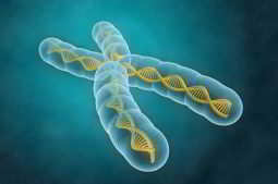 L’indice h chromosome