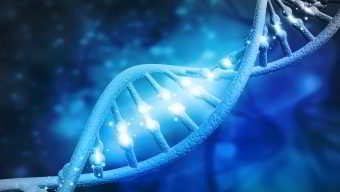“GeneSeeker” - (Test de Compatibilité Génétique)