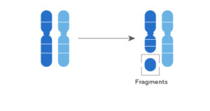 Anomalies chromosomiques de structure 4