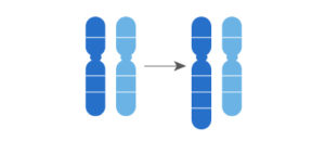 Anomalies chromosomiques de structure 5