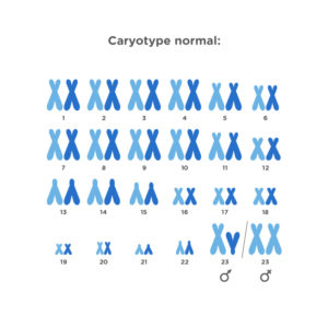 Le nombre de chromosomes de cette cellule (caryotype) est normal, un total de 46 divisés en 23 paires