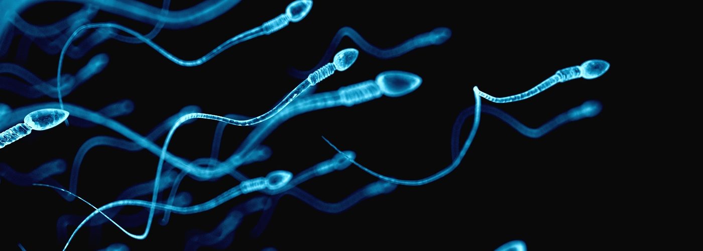 durée de vie spermatozoide