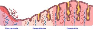 endometre