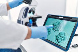 embryons artificiels