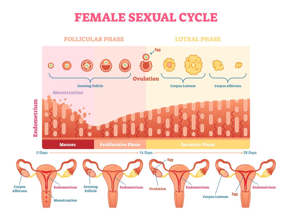 cycle menstuel irrégulier