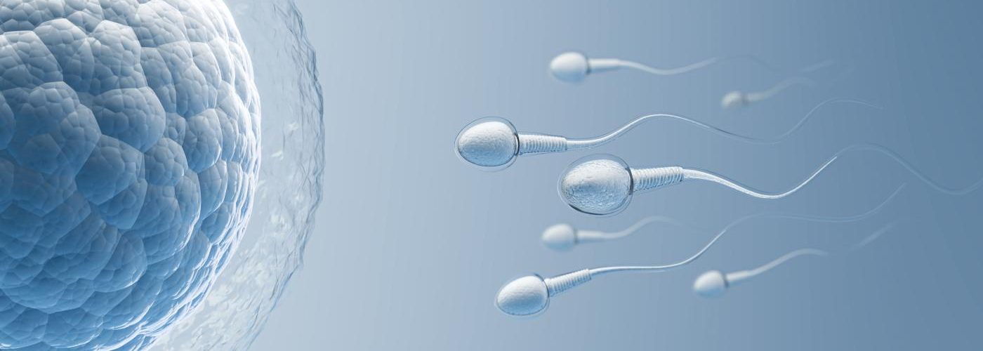 capacitation des spermatozoïdes