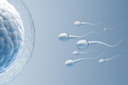 Qu’est-ce que la capacitation des spermatozoïdes ?