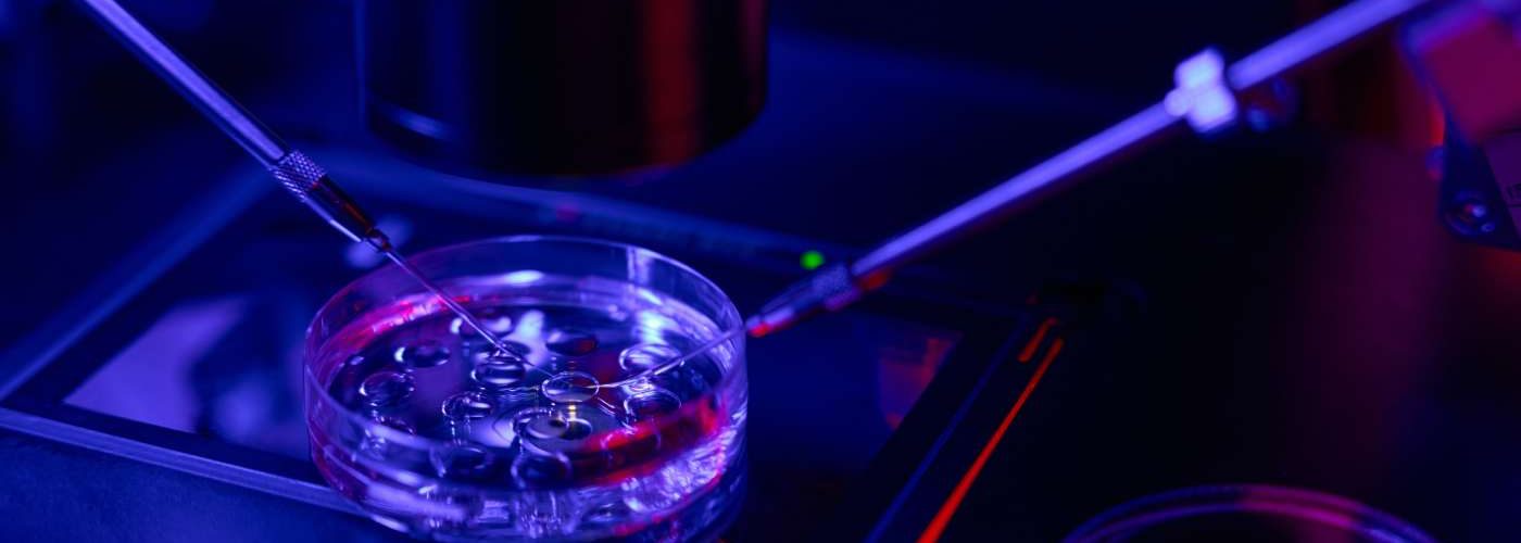 maturation in vitro des ovocytes