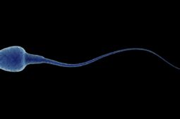 De nouveaux horizons pour la fertilité masculine : l’imagerie hyperspectrale pourrait multiplier par deux les embryons viables