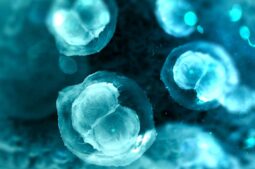 Antioxydants et FIV : une nouvelle façon d’améliorer le potentiel des ovocytes